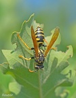 Feldwespe (Polistes sp.)